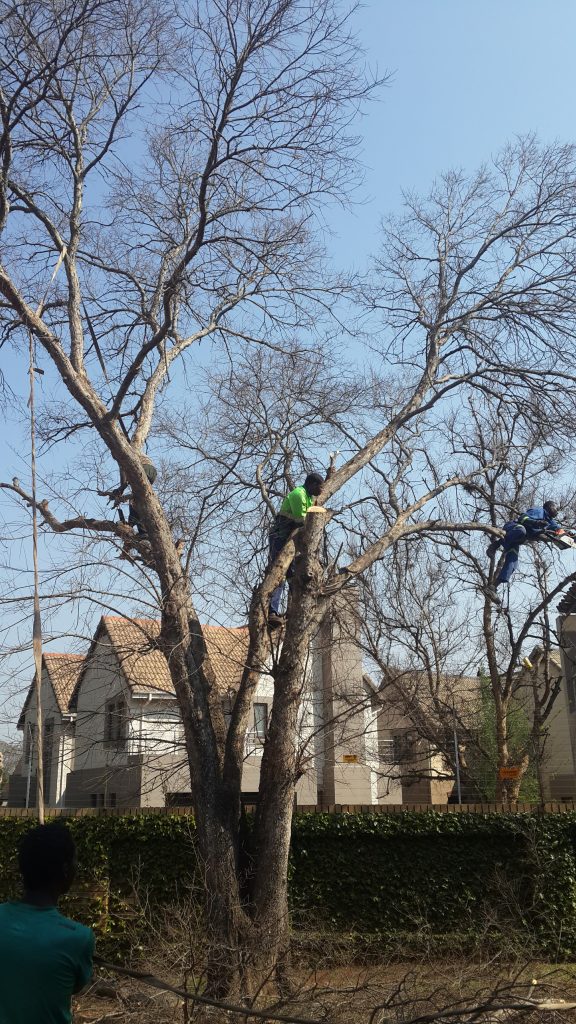 Tree Cutting