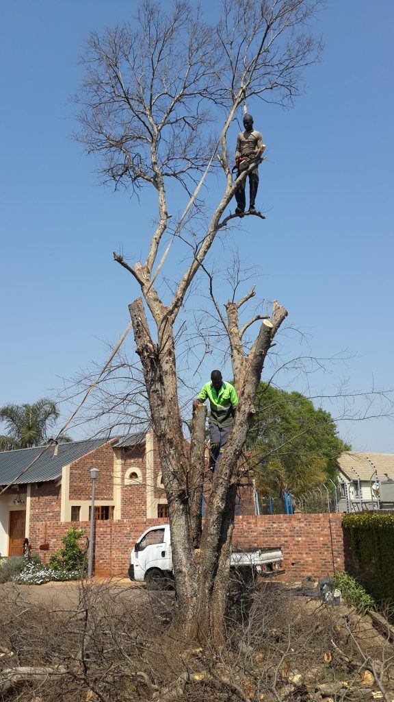 Centurion Tree Felling