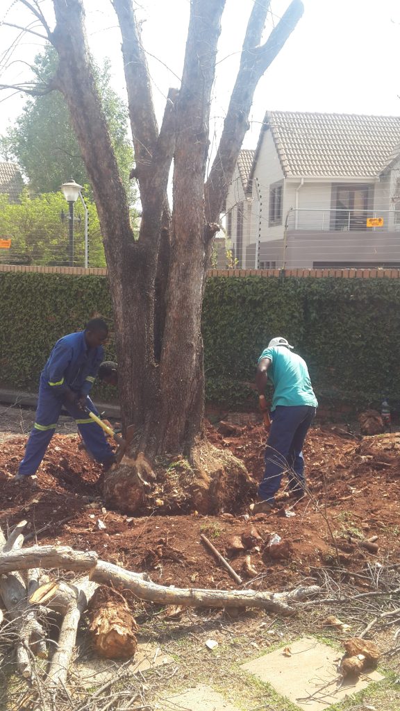 Digging a stump out