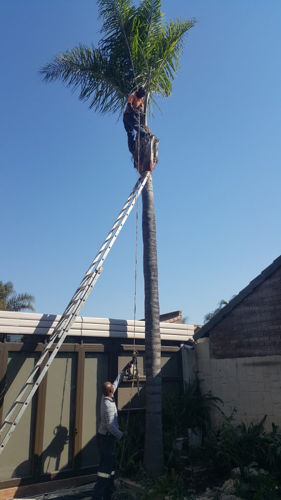 Palm Tree Removal