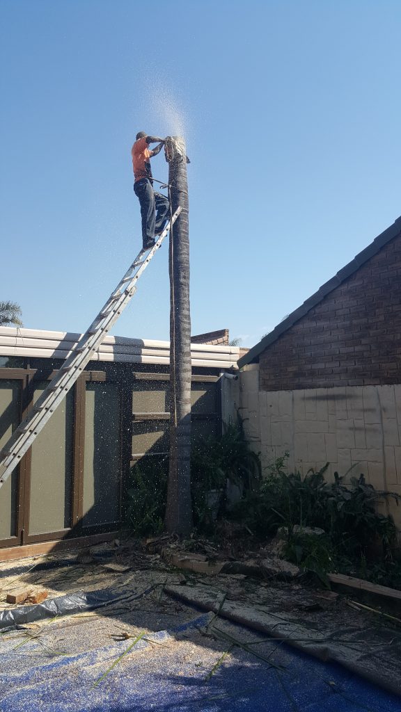 Palm Tree Cutting