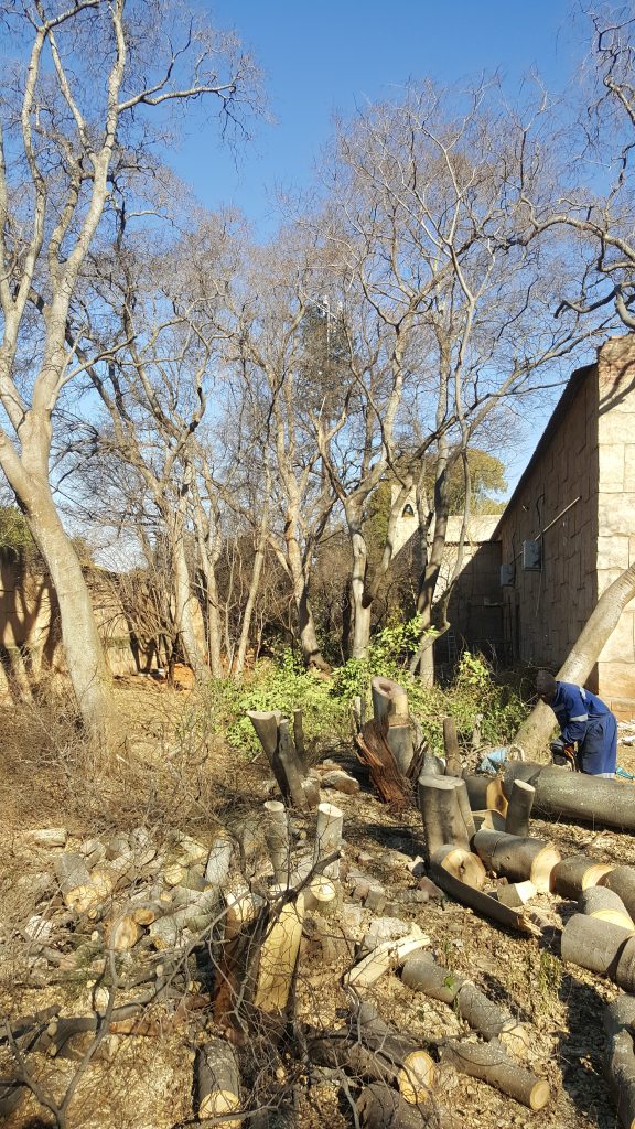 Site Clearing