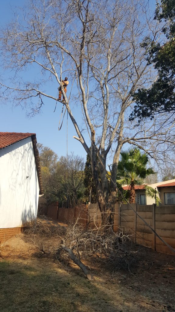 Tree Felling Centurion