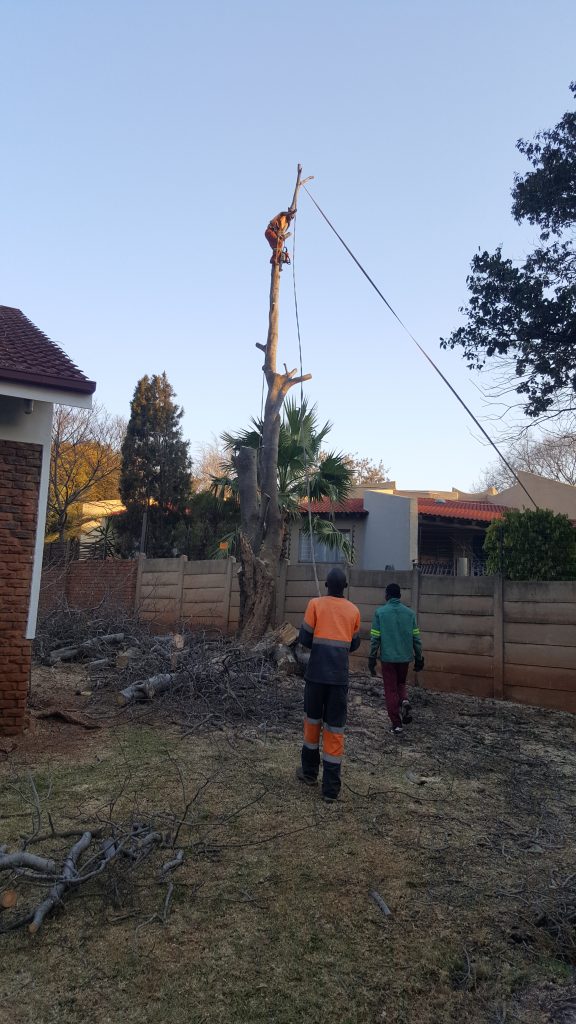 Tree Removal