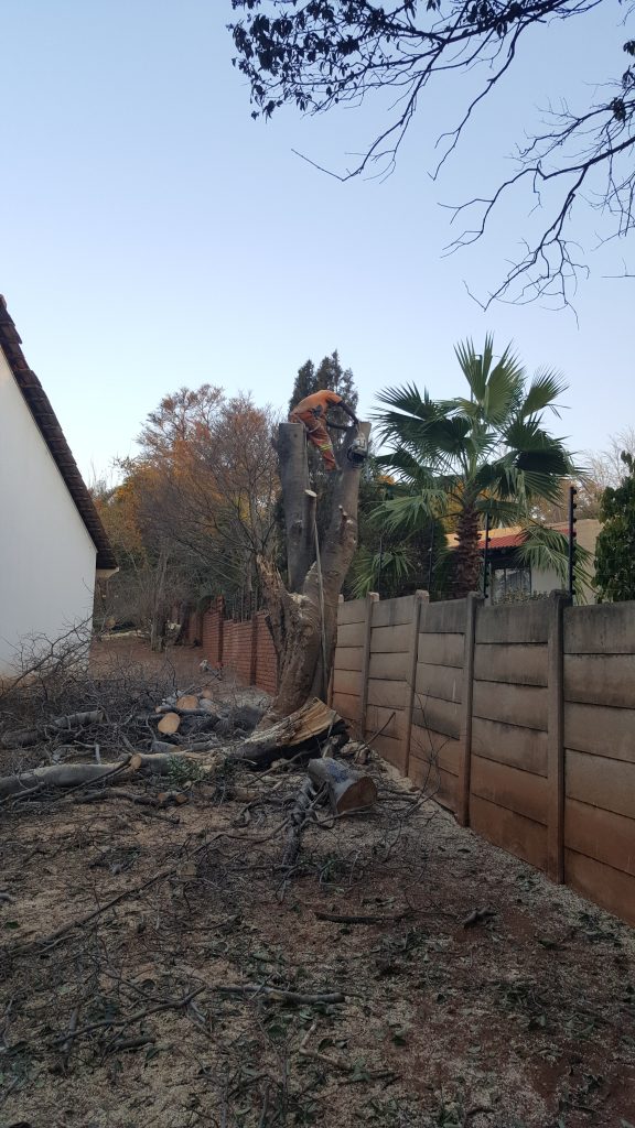 Centurion Tree Felling