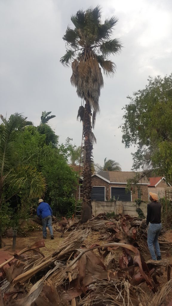 Palm Tree Cutting