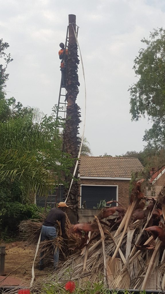 Palm Tree Removal