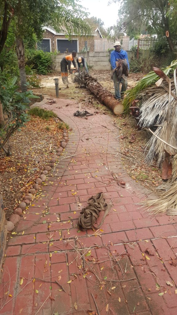 Palm Tree Removal