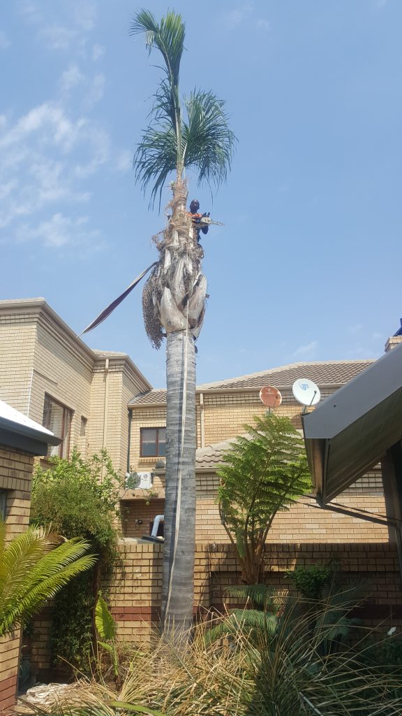 Palm Tree Removal