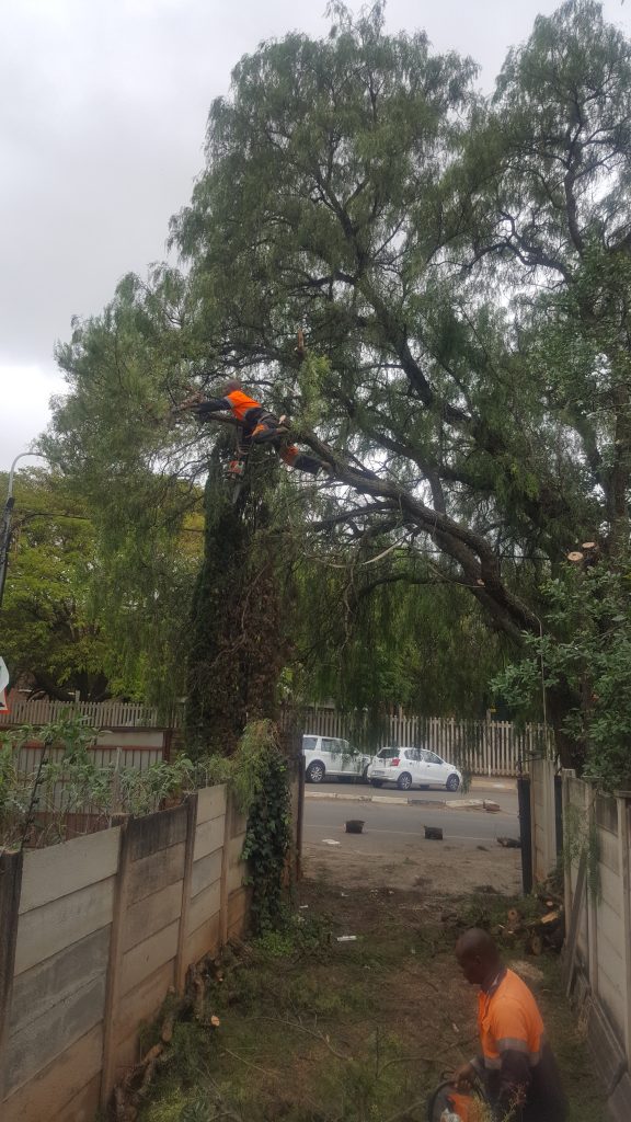 Tree Removal in Centurion