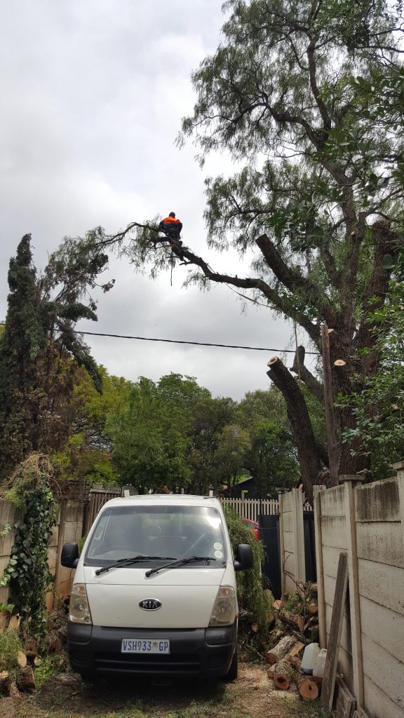 Tree Removal in Centurion