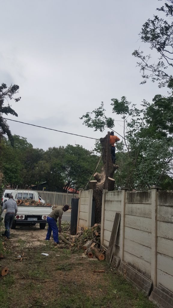 Tree Removal in Centurion