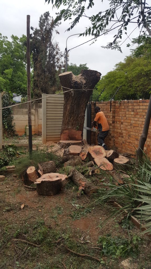 Tree Removal in Centurion