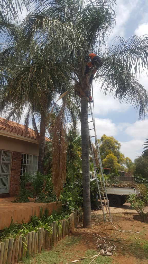 Palm Trimming