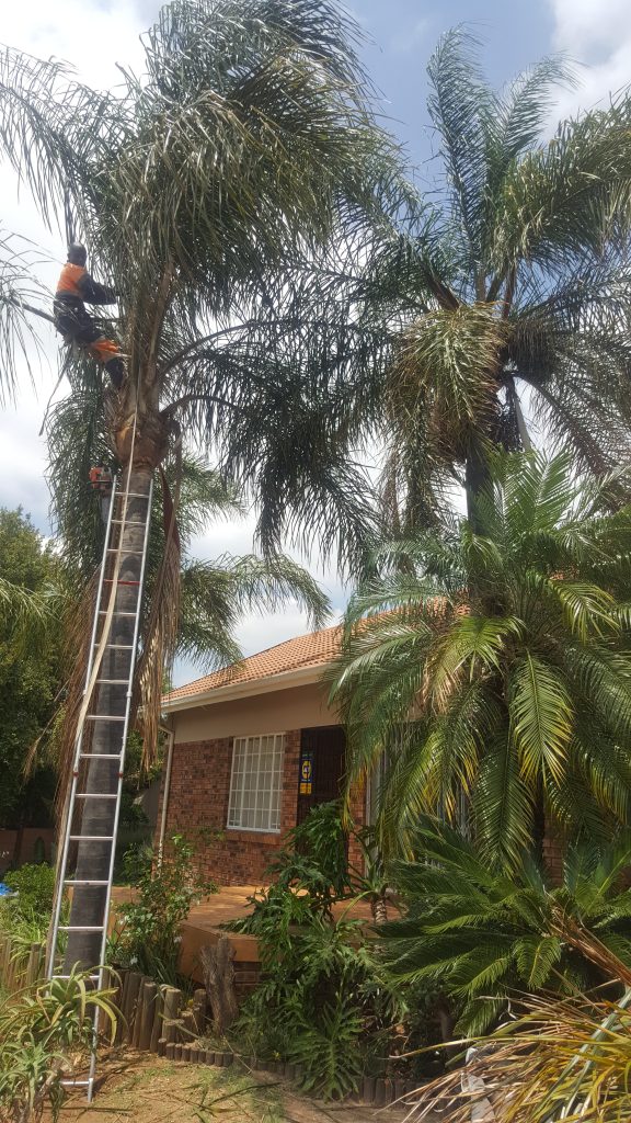 Palm Trimming