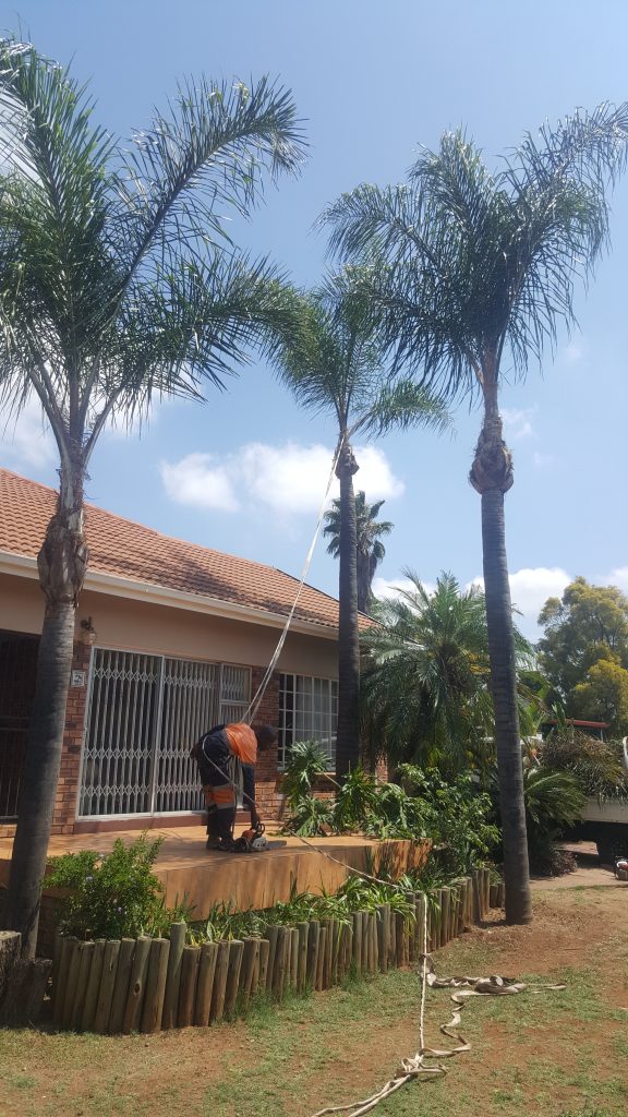 Palm Trimming
