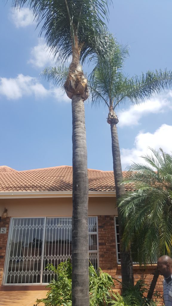Palm Pruning