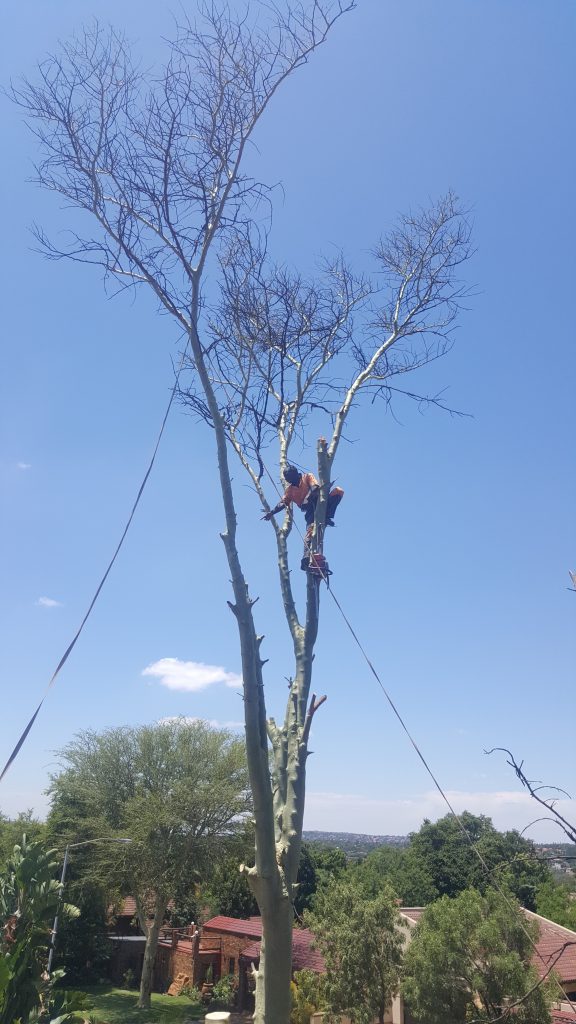 Tree Cutting