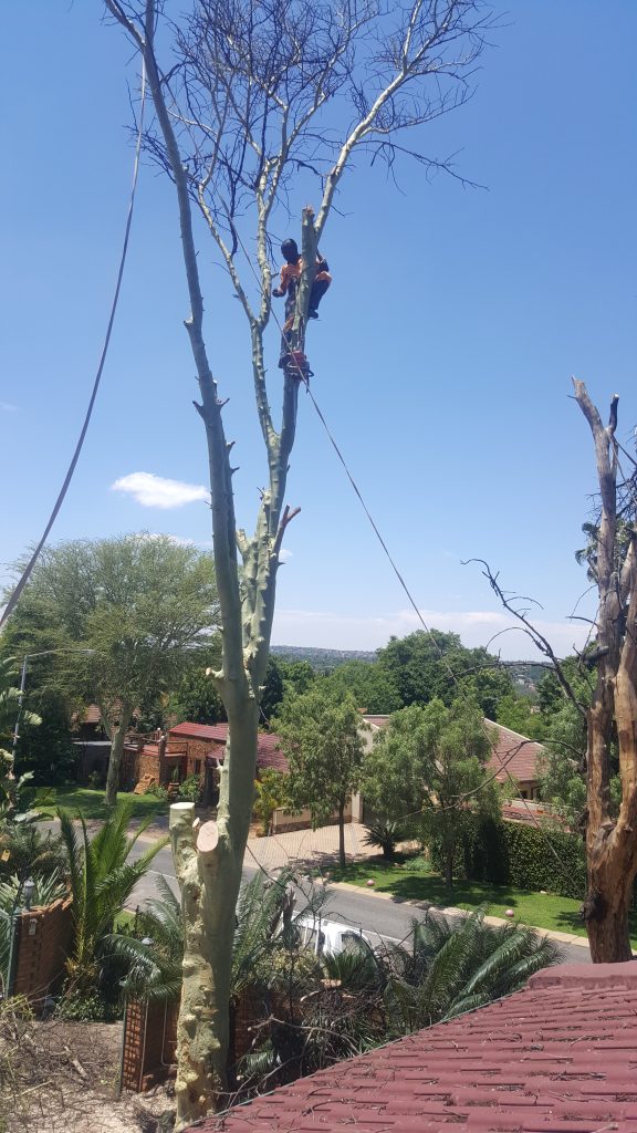 Tree Cutting