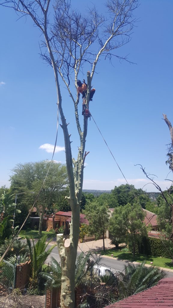 Tree Cutting