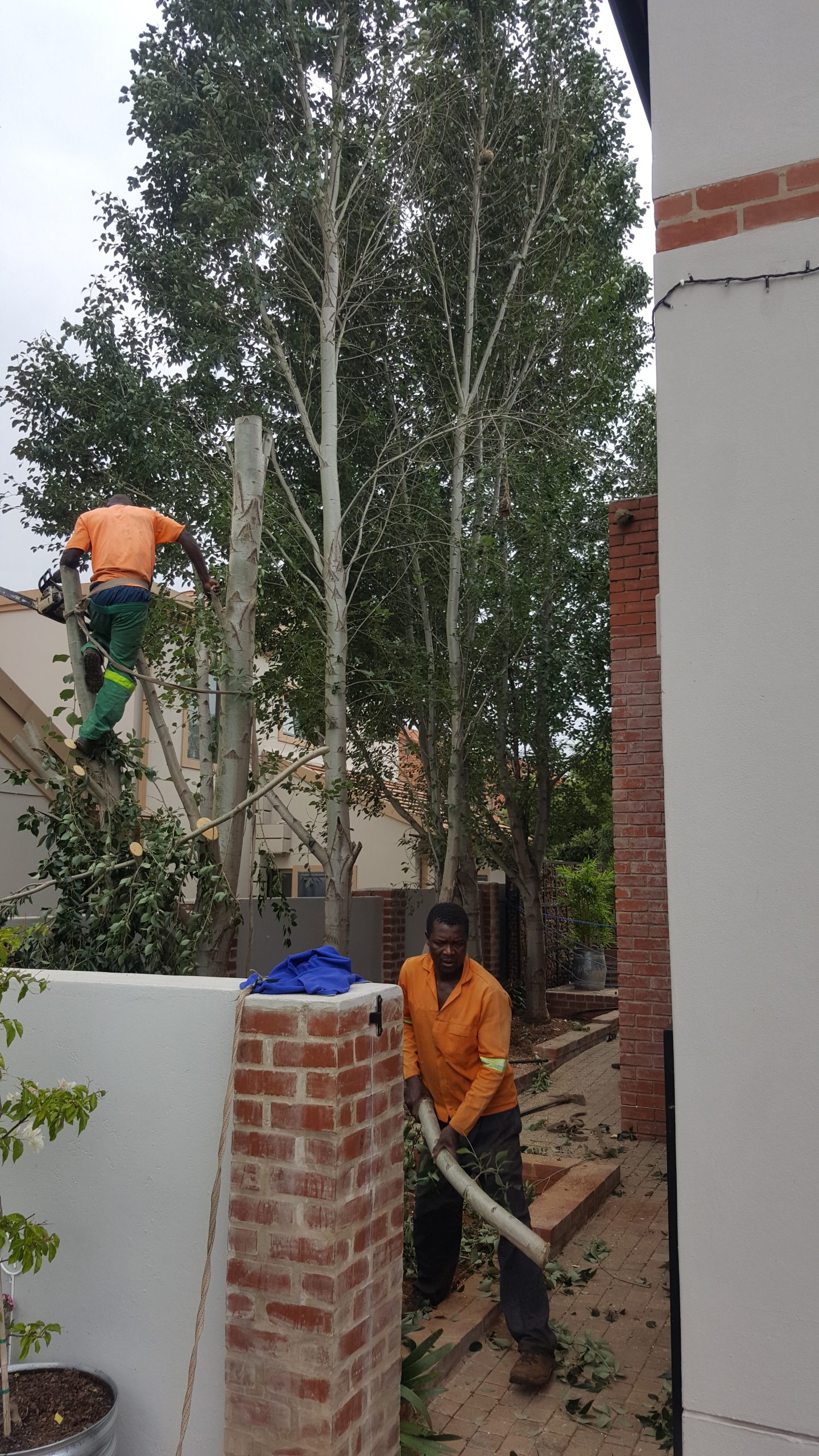 Tree Removal in Confined Place