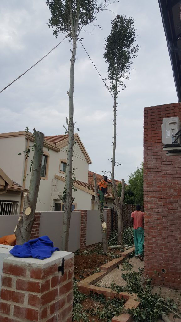 Cutting Tree in Confined Spaces
