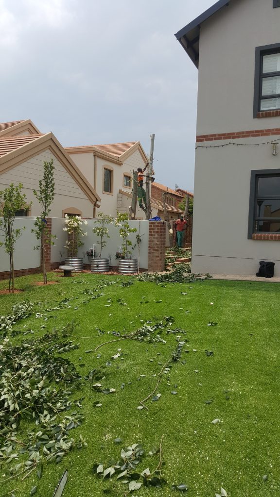 Cutting Tree in Confined Spaces
