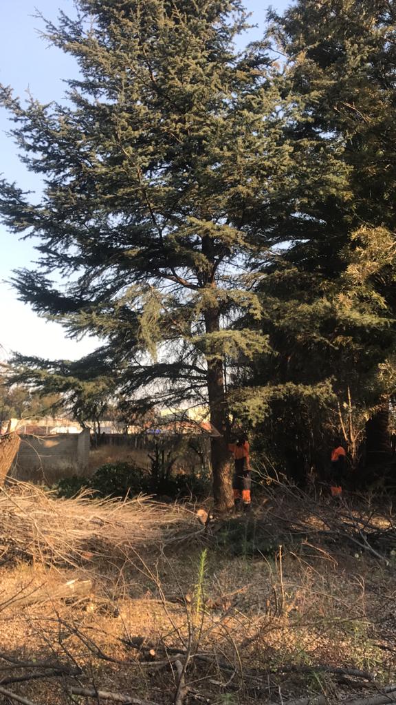 Tree Felling
