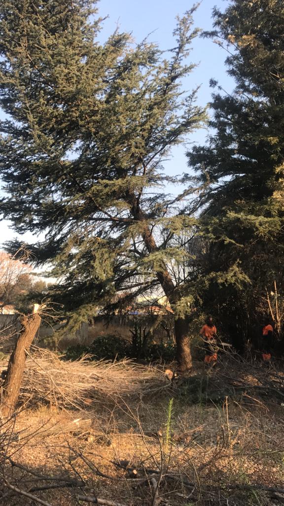 Tree Cutting