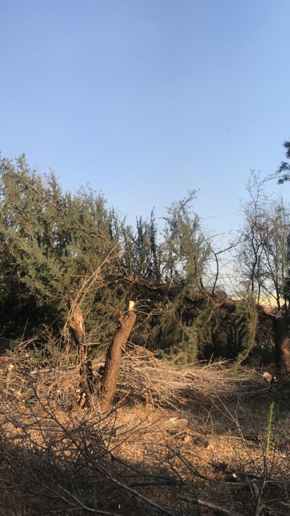 Tree Felling