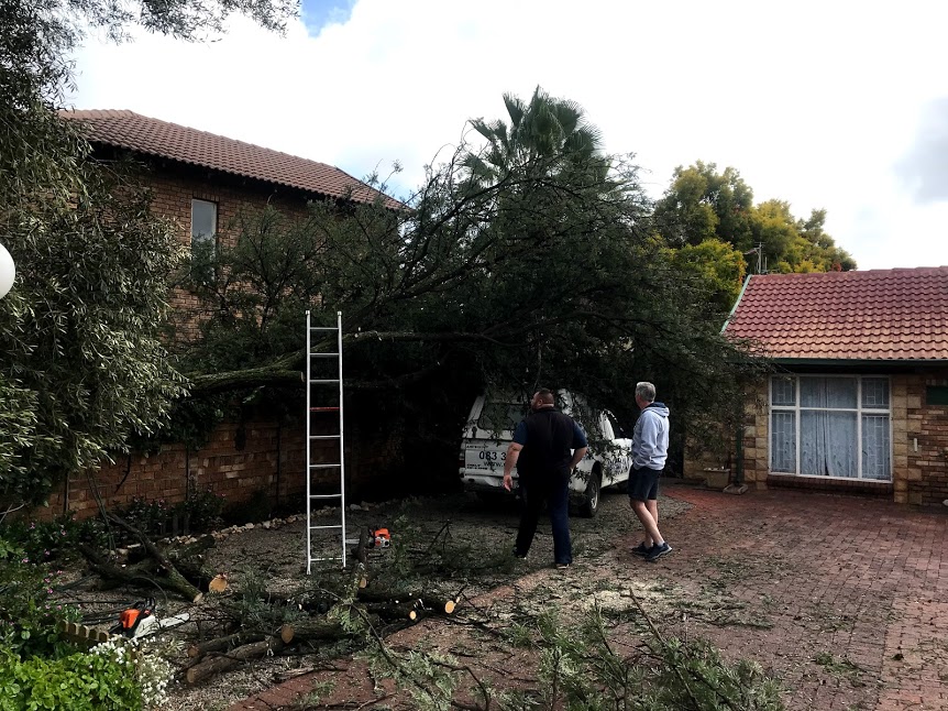 Tree fall on car