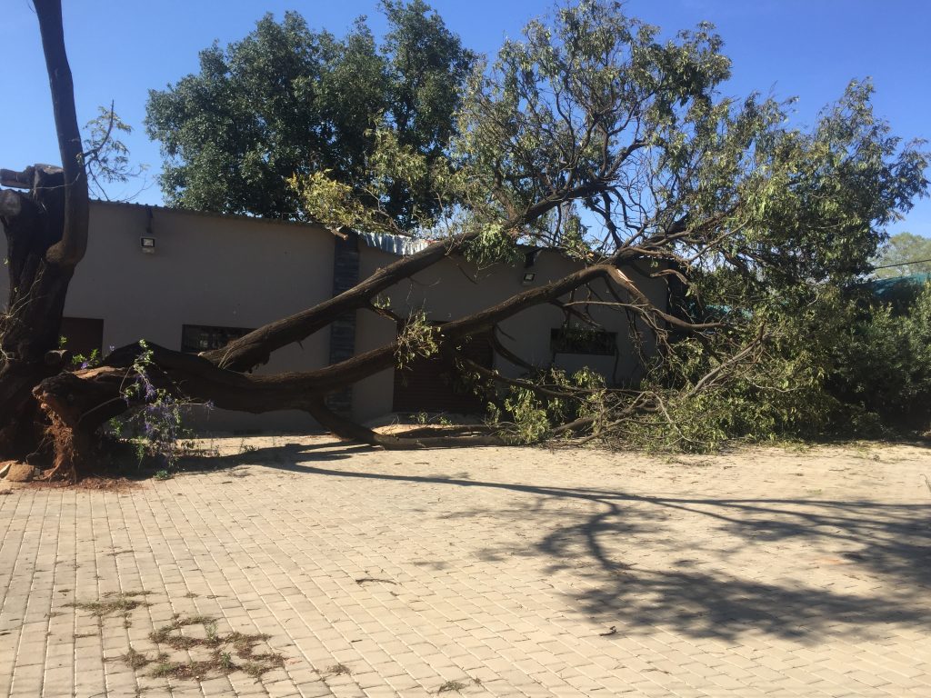 dead tree removal