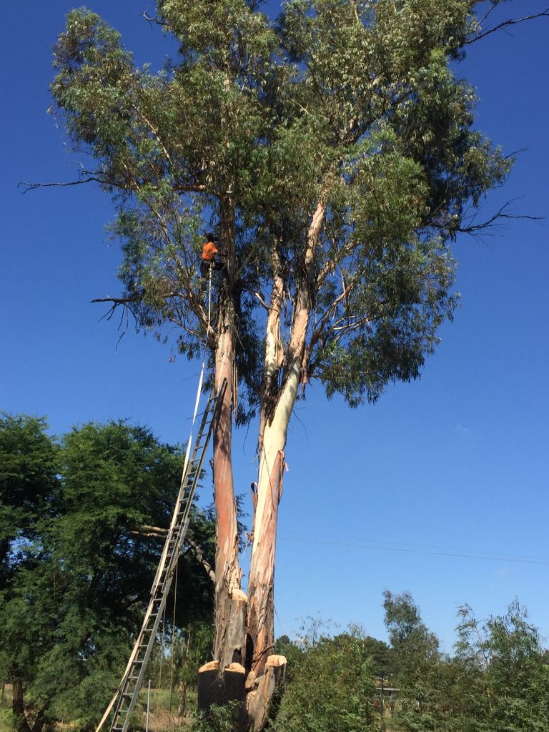 Dangerous Tree Removal