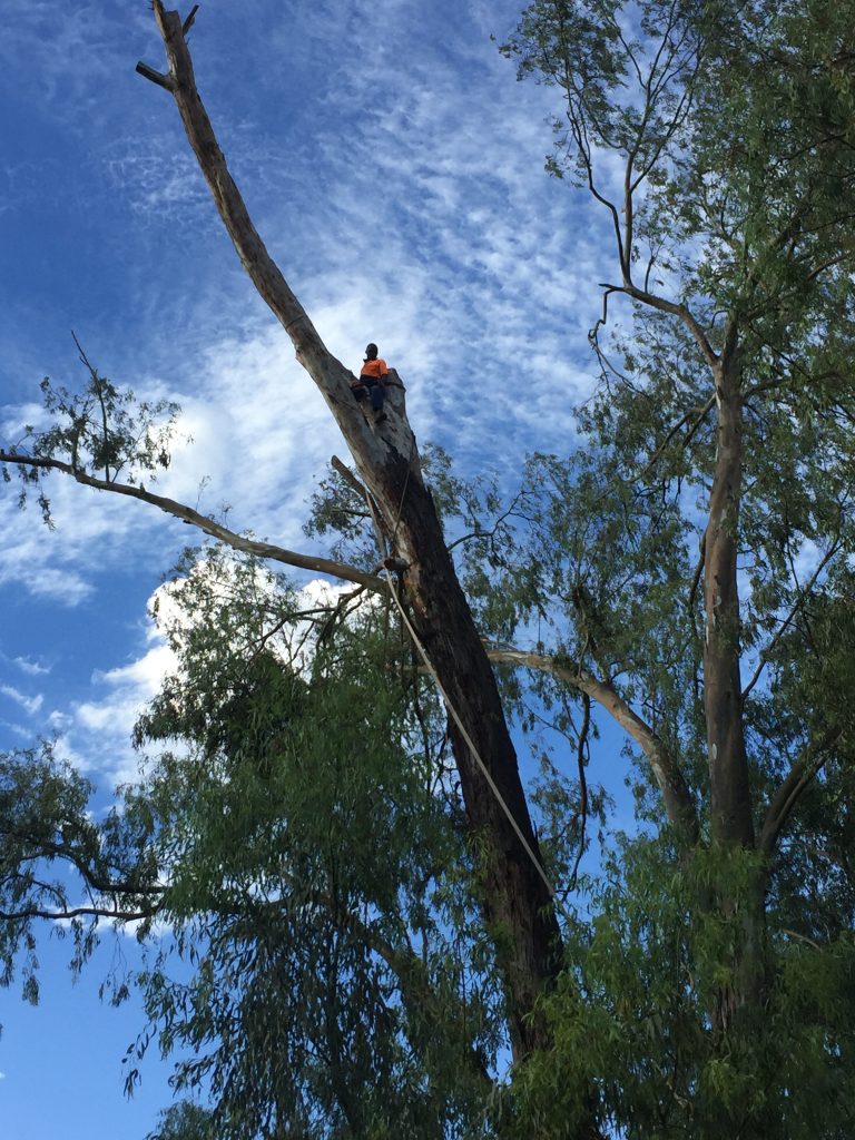 Dangerous Tree Removal