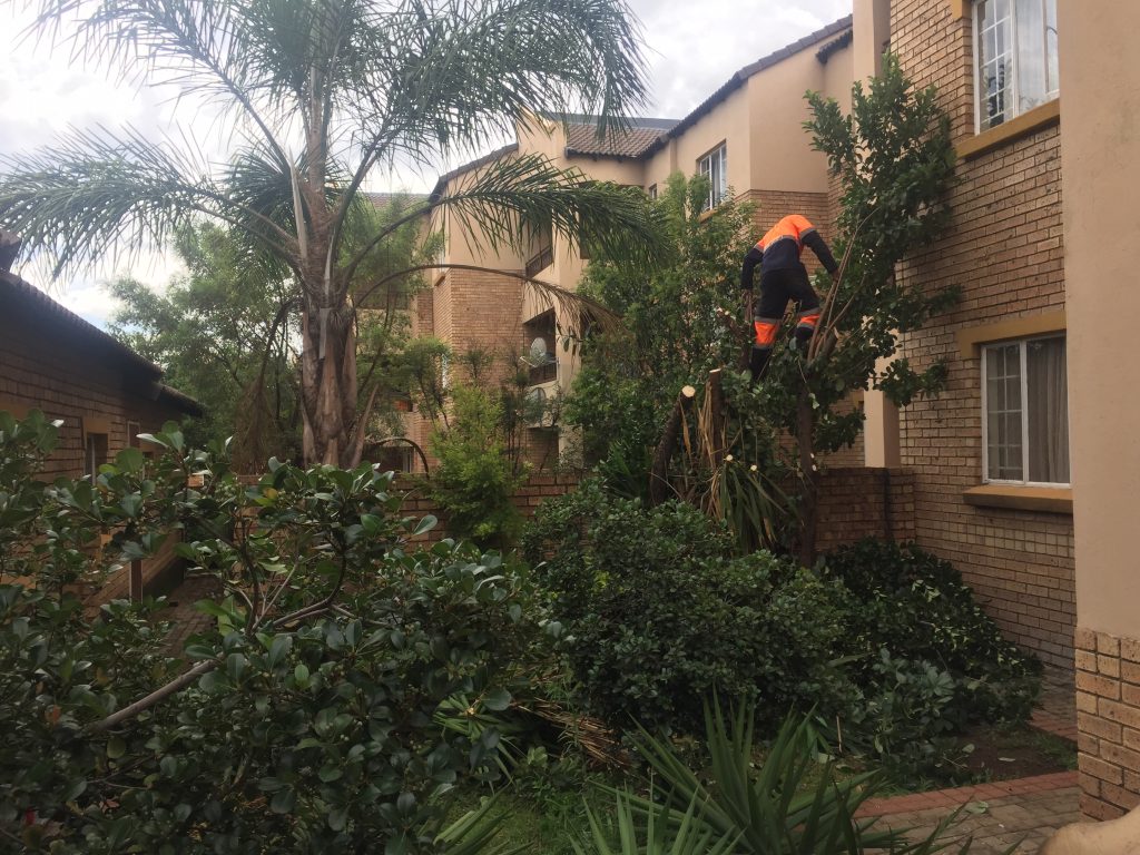 Removing Tree In Confined Spaces