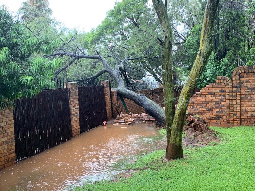 Fallen Tree