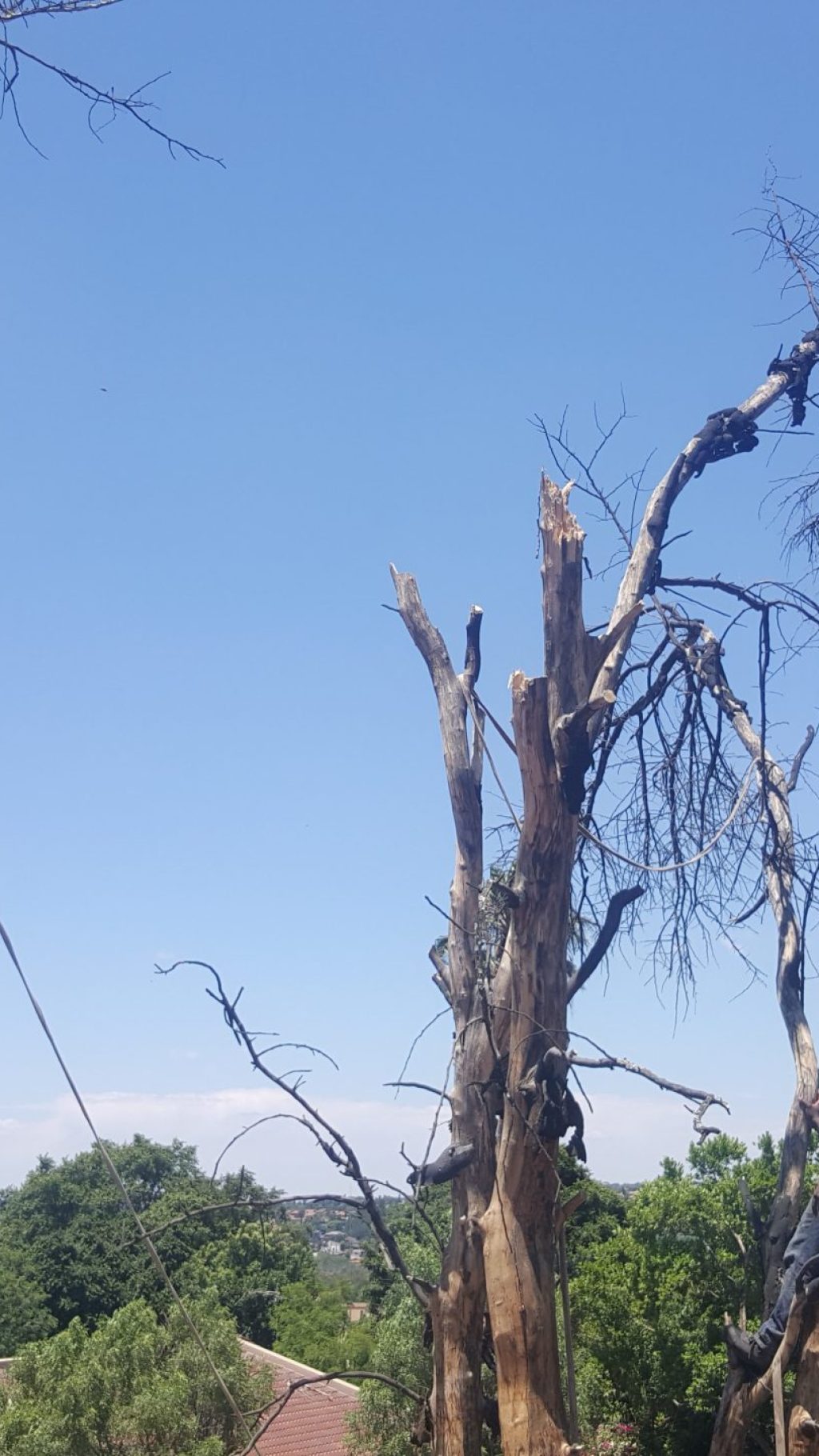 Tree Cutting